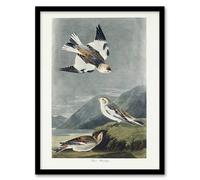 Artery8 Birds of America Snow Bunting Audubon Nature Framed Wall Art Print in Grey | Size: A4 Artery8 Grey A4