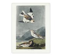 Artery8 Birds of America Snow Bunting Large Wall Art Poster Print 18X24 Inch Artwork By Audubon : Snow Bunting Print Suited For Hallway Or Bedroom Showing Softness Calm Tone And Winter Serenity