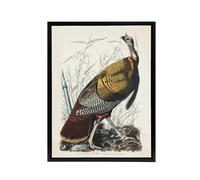 Artery8 Birds of America Wild Turkey Audubon Nature Black Framed Canvas Art in White | Size: W18" x H24" Artery8 White W18" x H24"