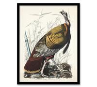 Artery8 Birds of America Wild Turkey Audubon Nature Framed Wall Art Print in White | Size: A4 Artery8 White A4