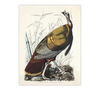 Artery8 Birds of America Wild Turkey Audubon Nature Wall Art Print Poster in White | Size: W24" x H32" Artery8 White W24" x H32"