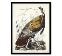 Artery8 Birds of America Wild Turkey Wall Art Print Framed 12X16 Artwork By Audubon : Wild Turkey Illustration Perfect For Hallway Or Kitchen Celebrating Rural Beauty And Classic American Nature