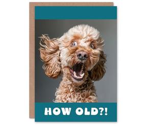 Artery8 Birthday Card Surprised Cockapoo Dog Photo How Old Funny Joke Cheeky Animal For Him Her Man Woman Girl Boy Wife Husband Greeting Card