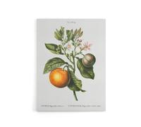 Artery8 Bitter Orange Botanical Redoute Vintage Canvas Wall Art in White | Size: W24" x H32" Artery8 White W24" x H32"