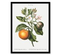 Artery8 Bitter Orange Botanical Redoute Vintage Framed Wall Art Print 12X16"