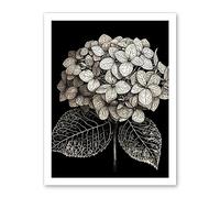 Artery8 Black and White Artistic Hydrangea Flower Plant Artwork Framed Wall Art Print 18X24 Inch