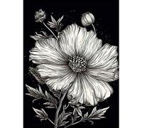 Artery8 Black and White Cosmos Flower and Starry Night Sky Extra Large XL Wall Art Poster Print