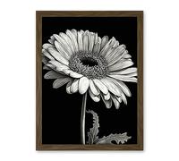 Artery8 Black and White Pencil Drawing of a Gerbera Flower Artwork Framed Wall Art Print 18X24 Inch