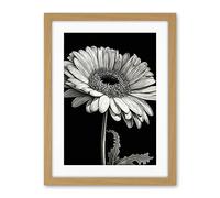 Artery8 Black and White Pencil Drawing of a Gerbera Flower Artwork Framed Wall Art Print 18X24 Inch