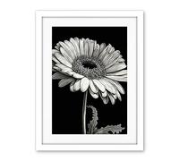 Artery8 Black and White Pencil Drawing of a Gerbera Flower Artwork Framed Wall Art Print 18X24 Inch