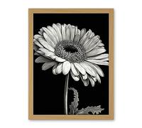 Artery8 Black and White Pencil Drawing of a Gerbera Flower Artwork Framed Wall Art Print 18X24 Inch