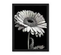 Artery8 Black and White Pencil Drawing of a Gerbera Flower Artwork Framed Wall Art Print 18X24 Inch