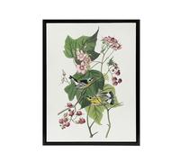 Artery8 Black and Yellow Warblers Black Framed Canvas Wall Art Print 18X24 Artwork By Audubon : Colourful Warbler Print Perfect For Hallway Or Study Bringing Spring Energy And Nature Detail