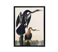 Artery8 Black Bellied Darter Bird Audubon Nature Black Framed Canvas Wall Art in White | Size: W18" x H24" Artery8 White W18" x H24"
