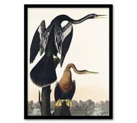 Artery8 Black Bellied Darter Bird Audubon Nature Framed Wall Art Print in White | Size: W12" x H16" Artery8 White W12" x H16"