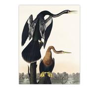Artery8 Black Bellied Darter Bird Audubon Nature Wall Art Print Poster in White | Size: W12" x H16" Artery8 White W12" x H16"