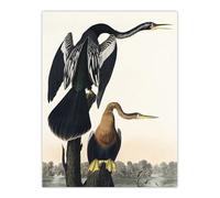 Artery8 Black Bellied Darter Bird XL Extra Large Wall Art Poster Print 24X32 Artwork By Audubon : Water Bird Artwork Ideal For Hallway Or Lounge Showing Aquatic Life Elegance And Natural Strength