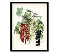 Artery8 Black Naples Victoria White Dutch Currants Wright Framed Wall Art Print 12X16"