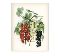 Artery8 Black Naples Victoria White Dutch Currants Wright Wall Art Poster Print 12X16"