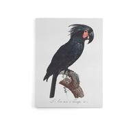 Artery8 Black Palm Cockatoo Parrot Levaillant Canvas Wall Art Print in White | Size: W18" x H24" Artery8 White W18" x H24"