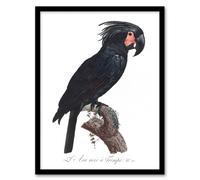Artery8 Black Palm Cockatoo Parrot Levaillant Framed Wall Art Print in White | Size: W12" x H16" Artery8 White W12" x H16"