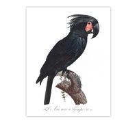 Artery8 Black Palm Cockatoo Parrot Levaillant Wall Art Poster Print in White | Size: W24" x H32" Artery8 White W24" x H32"