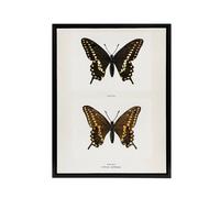 Artery8 Black Swallowtail Butterfly Sherman Denton Framed Canvas Wall Art in White | Size: W18" x H24" Artery8 White W18" x H24"