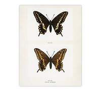 Artery8 Black Swallowtail Butterfly Sherman Denton Wall Art Poster Print in White | Size: W18" x H24" Artery8 White W18" x H24"