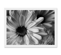Artery8 Black White Daisy Flower Petals A4 Artwork Framed Wall Art Print Artery8 White