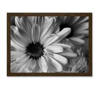 Artery8 Black White Daisy Flower Petals A4 Artwork Framed Wall Art Print in Brown Artery8 Brown