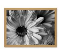 Artery8 Black White Daisy Flower Petals A4 Artwork Framed Wall Art Print in Light Oak Artery8 Light Oak