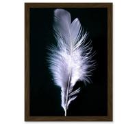 Artery8 Black White Single Feather Bird A4 Artwork Framed Wall Art Print in Brown Artery8 Brown