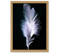 Black White Single Feather Bird A4 Artwork Framed Wall Art Print Artery8 Light Oak One Size