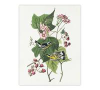 Artery8 Black & Yellow Warblers Audubon Nature Wall Art Print Poster in White | Size: W18" x H24" Artery8 White W18" x H24"
