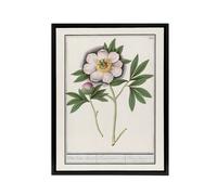 Artery8 Blooming Peony Flower Anselmus de Boodt Framed Canvas Wall Art Print in White | Size: W18" x H24" Artery8 White W18" x H24"