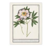 Artery8 Blooming Peony Flower Anselmus De Boodt Wall Art Poster Print 12X16"