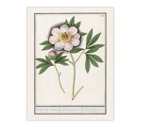 Artery8 Blooming Peony Flower Anselmus de Boodt Wall Art Poster Print in White | Size: W18" x H24" Artery8 White W18" x H24"