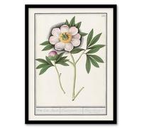 Artery8 Blooming Peony Flower By Anselmus de Boodt Framed Wall Art Print A4 : Elegant bloom study enhancing bedroom hallway or classic floral living room decor