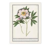 Artery8 Blooming Peony Flower By Anselmus de Boodt Wall Art Print 12X16 : Elegant bloom study enhancing bedroom hallway or classic floral living room decor