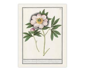 Artery8 Blooming Peony Flower By Anselmus de Boodt Wall Art Print 12X16 : Elegant bloom study enhancing bedroom hallway or classic floral living room decor