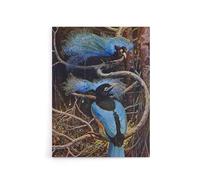 Artery8 Blue Bird of Paradise Canvas Wall Art 12X16 Artwork By Sir Henry Johnston : Exotic Bird Illustration Perfect For Study Or Hallway Adding Luxury Colour And Vintage Naturalism