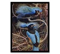 Artery8 Blue Bird of Paradise Framed Wall Art Print A4 Artwork By Sir Henry Johnston : Exotic Bird Illustration Perfect For Study Or Hallway Adding Luxury Colour And Vintage Naturalism