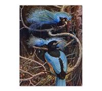Artery8 Blue Bird of Paradise Sir Henry Johnston Vintage Wall Art Print Poster in Brown | Size: W12" x H16" Artery8 Brown W12" x H16"