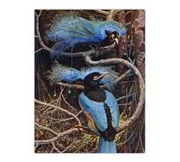 Artery8 Blue Bird of Paradise XL Wall Art Poster Print 24X32 Artwork By Sir Henry Johnston : Exotic Bird Illustration Perfect For Study Or Hallway Adding Luxury Colour And Vintage Naturalism
