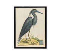 Artery8 Blue Heron Natural History Illustration Catesby Framed Canvas Wall Art in Beige | Size: W18" x H24" Artery8 Beige W18" x H24"