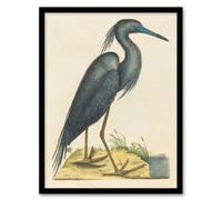 Artery8 Blue Heron Natural History Illustration Catesby Framed Wall Art Print 12X16"