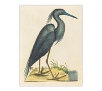 Artery8 Blue Heron Natural History Illustration Catesby Wall Art Poster Print 12X16"
