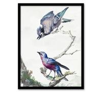 Artery8 Blue Jay & a Purple Breasted Cotinga Schouman Framed Wall Art Print in White | Size: A4 Artery8 White A4