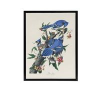 Artery8 Blue Jay & Trumpet Flowers Audubon Nature Black Framed Canvas Art in White | Size: W12" x H16" Artery8 White W12" x H16"