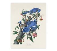 Artery8 Blue Jay & Trumpet Flowers Audubon Nature Wall Art Print Poster in White | Size: W24" x H32" Artery8 White W24" x H32"